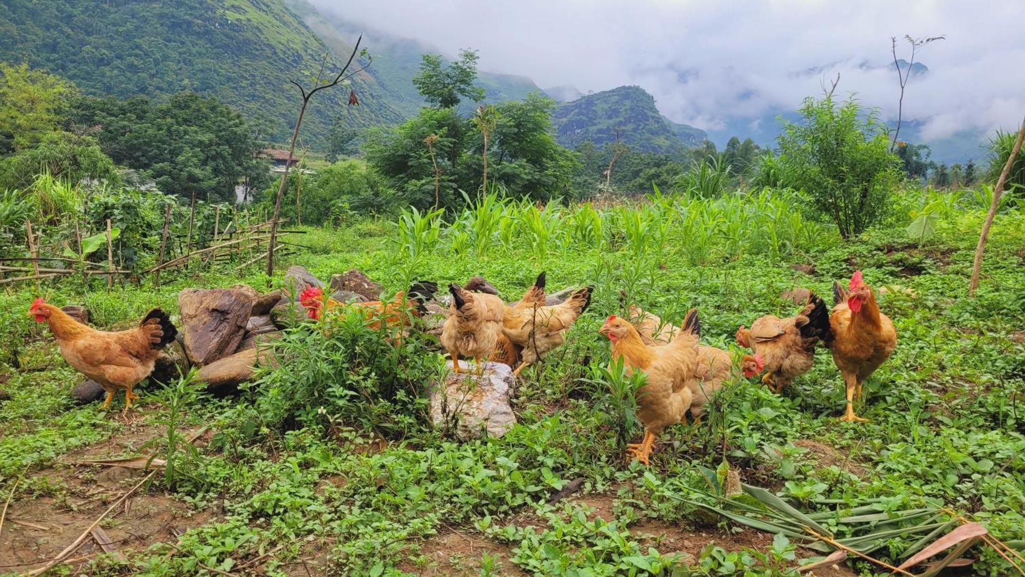 Du Gia View Homestay Làng Cac الغرفة الصورة